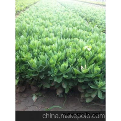 供應八寶景天價格 青州八寶景天價格