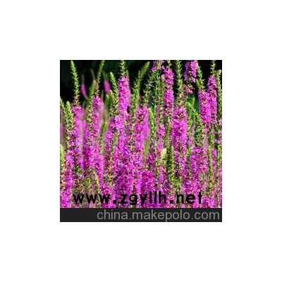 茨菇--花草--山東青州花卉園