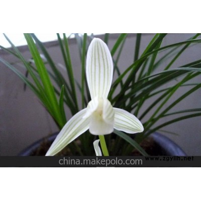 廈門現(xiàn)貨 蘭花-蓮瓣蘭-色花素心-碧龍玉素 帶花苞 25元/苗