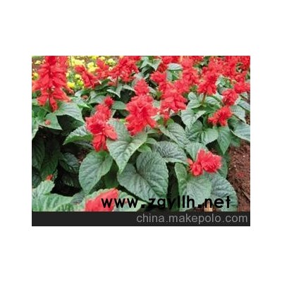 熱銷品種推薦] 夏季秋季時令花卉 一串紅