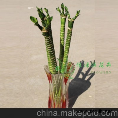 批發(fā)富貴竹辦公家居環(huán)境布置 精品水培植物防輻射（H40CM)觀音竹