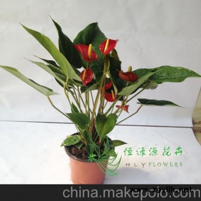 批發(fā)辦公室內(nèi)高檔花卉盆栽四季開花養(yǎng)眼觀花植物（140）阿拉巴馬
