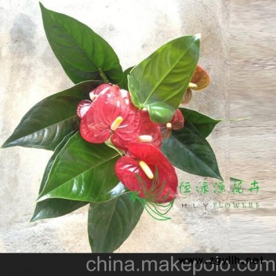 批發(fā)觀花植物小盆栽適合辦公商務(wù)環(huán)境綠化布置(140#)特倫薩