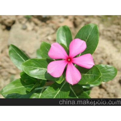 供應(yīng)長春花