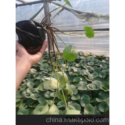 云南省紫葉小檗價格