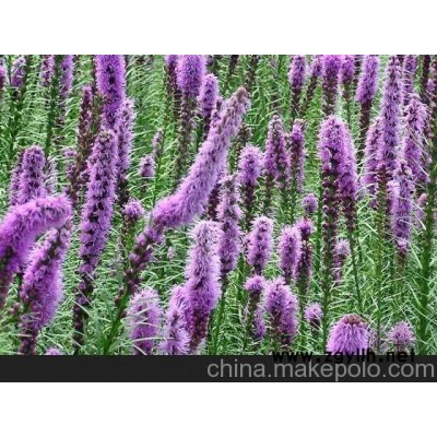 臨沂市蛇鞭菊價格