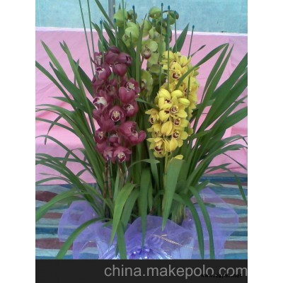 供應韓國大花惠蘭