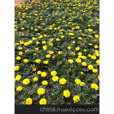 供應福祿考價格 青州福祿考價格 山東福祿考價格