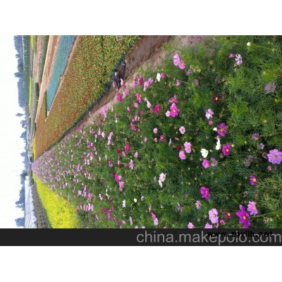 供應波斯菊價格 青州波斯菊價格