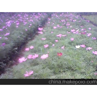 供應(yīng)波斯菊