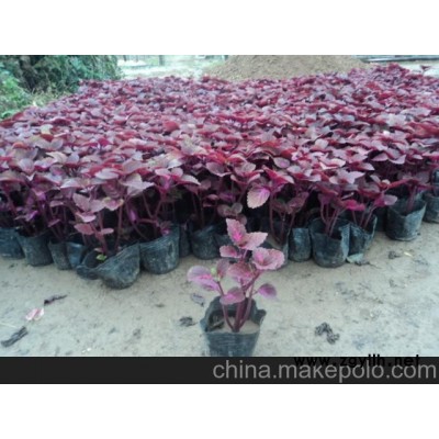 供應(yīng)彩葉草