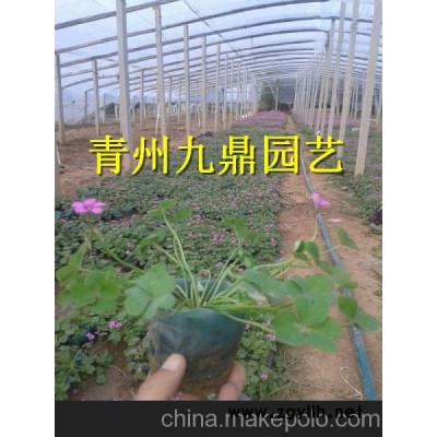 東營市紫葉小檗價格