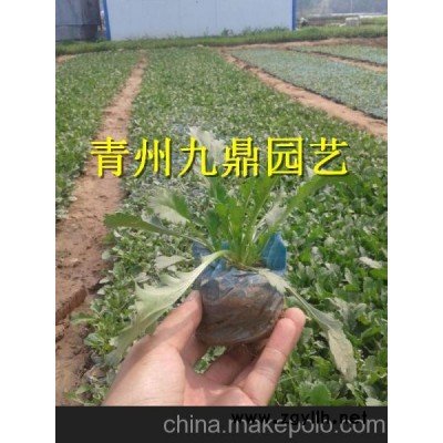 本溪市紫葉小檗價格