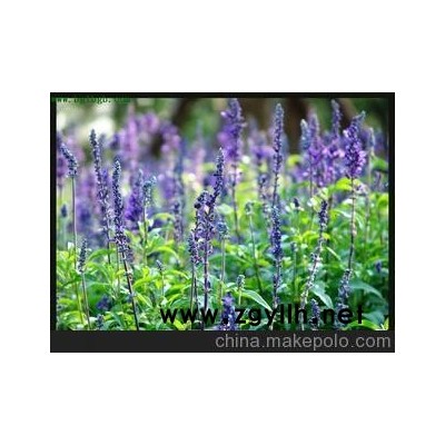 蘭花鼠尾草誠(chéng)信苗圃場(chǎng)大量出售；價(jià)格低&lsquo