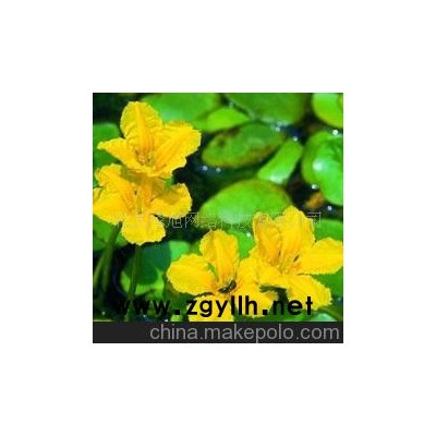 天荇菜 黃色--花草--山東青州花卉園