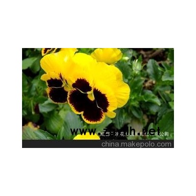 熱銷冬季花卉品種推薦] 冬季一二年生時令花卉 三色堇（黃色）