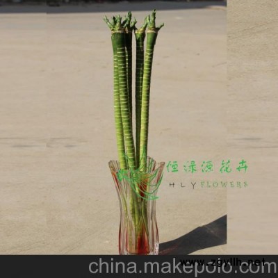 批發(fā)精品水培植物防輻射 富貴竹辦公家居環(huán)境布置（H50CM)觀音竹