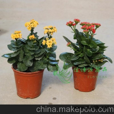 批發(fā)年宵花卉防輻射盆栽辦公家居環(huán)境布置擺設(shè)（100#）長壽花