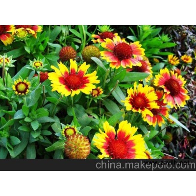 供應(yīng)天人菊