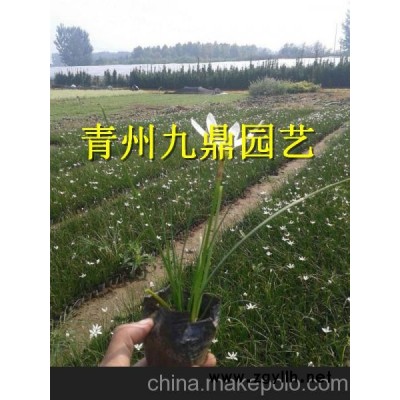 鐵嶺市紫葉小檗價格