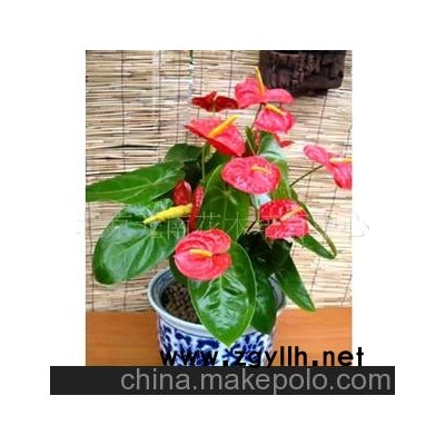 北京元南花木供應大量火鶴