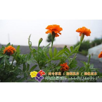 山東草花批發,青州草花基地種植孔雀草等時令花卉