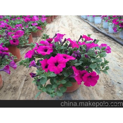 沈陽索爾園藝景觀 沈陽地區(qū)草花批發(fā)大 規(guī)模草花花卉基地