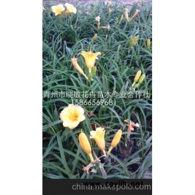 供應宿根草花金娃娃萱草批發(fā)價格