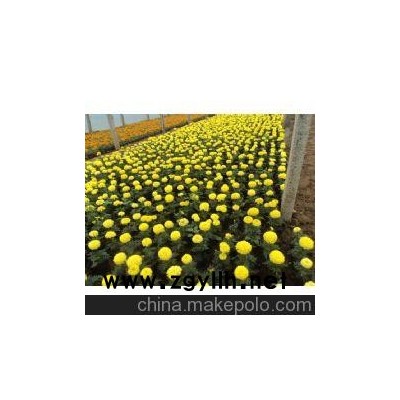 山東草花萬壽菊 青州草花萬壽菊