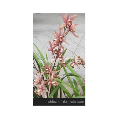 基地花農(nóng)直銷批發(fā)大花蕙蘭