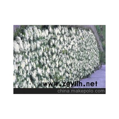 優價大量供應*草花*羽衣甘藍*株型好*現貨*甘藍