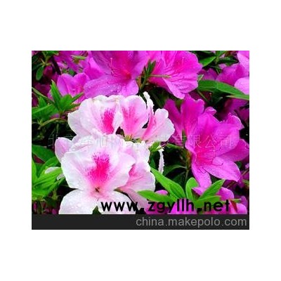 山東青州花卉園 杜鵑 金達萊 映山紅-青州花草花卉草花苗木