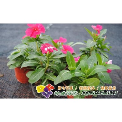 山東草花基地批發矮牽牛,長春花,孔雀草等各種時令草花