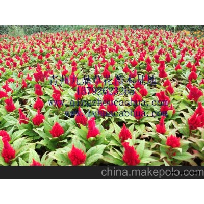 天津草花批發(fā) 天津草花基地天津草花價格