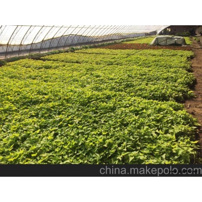 沈陽索爾 草花 花卉基地 綠化工程 立體綠化