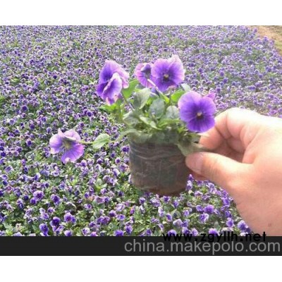 大同三色堇種植基地山東青州向陽草花苗木基地供應