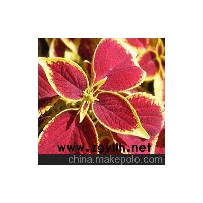儋州青州草花批發(fā)、儋州草花供應(yīng)（點(diǎn)擊）