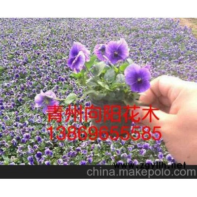 思茅優(yōu)質(zhì)三色堇山東向陽(yáng)草花苗木基地