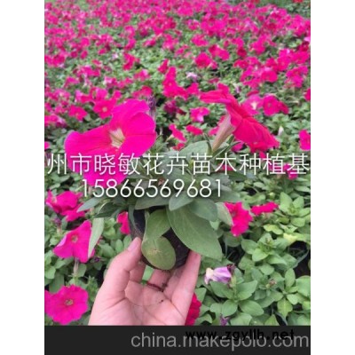 供應(yīng)山東草花批發(fā)價格