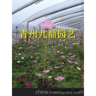 朝陽市紫葉小檗價格