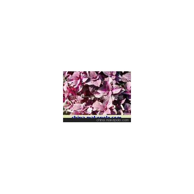 彩葉草、羽衣甘藍(lán)、三色堇等草花