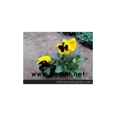 蘇州草花基地_東臺(tái)四季草花（高清圖）