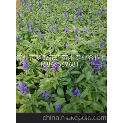 山東草花鼠尾草 青州草花鼠尾草