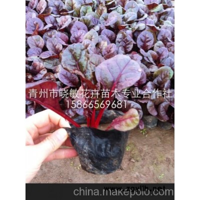 供應冬季耐寒的綠化草花