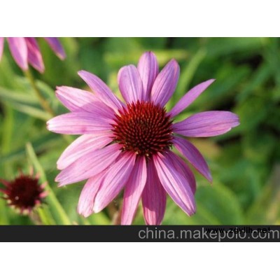 石嘴山市松果菊價格