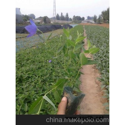 安陽市紫葉小檗價(jià)格