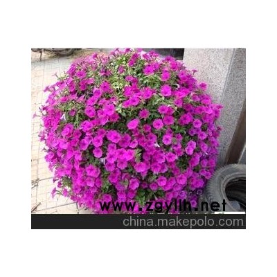 城陽垂吊牽牛、青島垂吊牽牛、城陽國慶牽牛草花、青島國慶草花