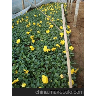 漢中三色堇價(jià)格山東向陽(yáng)草花苗木基地