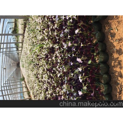 供應(yīng)綠化草花炸醬草批發(fā)價格