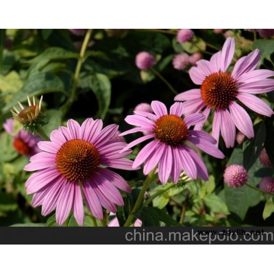 信陽市松果菊價格